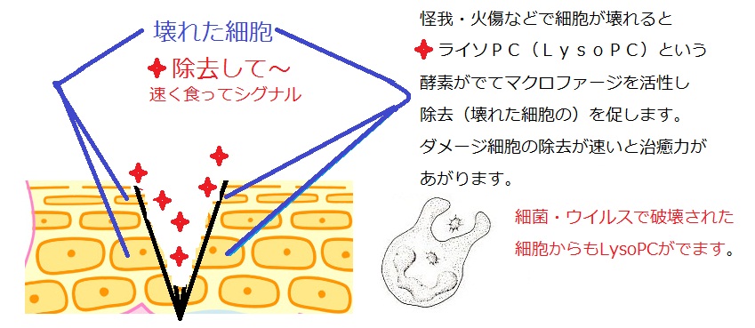 A 効果 ルミン